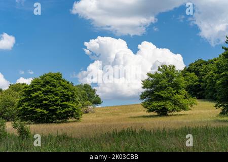 La réserve naturelle de Lange Rhön dans la zone centrale de la réserve de biosphère de Rhön, Hesse, Bavière, Allemagne Banque D'Images