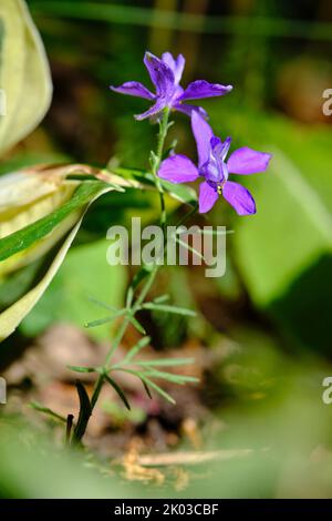 Champ larkspur, champ commun larkspur, champ larkspur, Consolia regalis, Delphinium consolida Banque D'Images