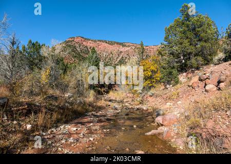 Le parc national de Zion est situé dans le sud-ouest de l'Utah, à la frontière avec l'Arizona. Il a une superficie de 579 kö² et se situe entre 1128 m et 2660 m d'altitude. À Taylor Creek, différents habitats comme le désert, la forêt de plaine inondable, la forêt et la forêt de conifères apparaissent. Banque D'Images