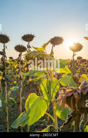 Des tournesols séchés sur un champ, Iphofen, Franconie, Bavière, Allemagne Banque D'Images