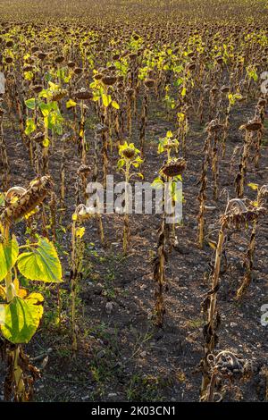 Des tournesols séchés sur un champ, Iphofen, Franconie, Bavière, Allemagne Banque D'Images