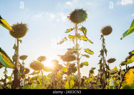 Des tournesols séchés sur un champ, Iphofen, Franconie, Bavière, Allemagne Banque D'Images