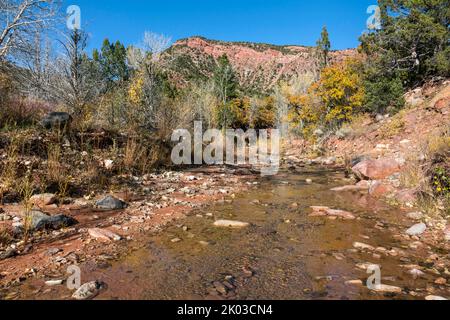 Le parc national de Zion est situé dans le sud-ouest de l'Utah, à la frontière avec l'Arizona. Il a une superficie de 579 kö² et se situe entre 1128 m et 2660 m d'altitude. À Taylor Creek, différents habitats comme le désert, la forêt de plaine inondable, la forêt et la forêt de conifères apparaissent. Banque D'Images