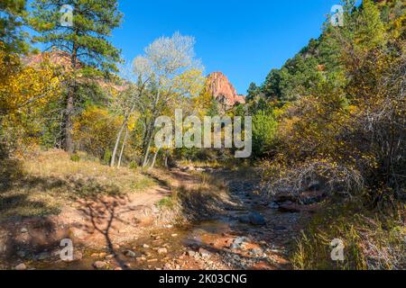 Le parc national de Zion est situé dans le sud-ouest de l'Utah, à la frontière avec l'Arizona. Il a une superficie de 579 kö² et se situe entre 1128 m et 2660 m d'altitude. À Taylor Creek, différents habitats comme le désert, la forêt de plaine inondable, la forêt et la forêt de conifères apparaissent. Banque D'Images