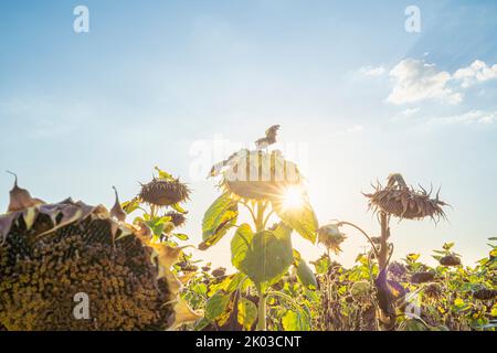 Des tournesols séchés sur un champ, Iphofen, Franconie, Bavière, Allemagne Banque D'Images