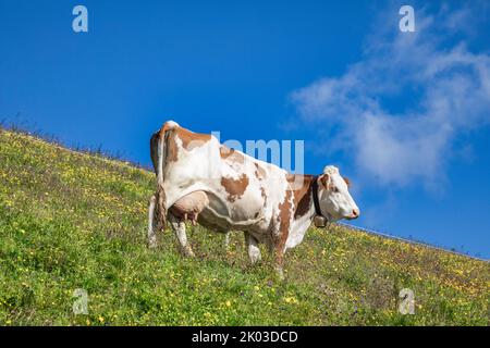 Autriche, Tyrol, Alpes de Tux. Vaches en pâturage dans le pâturage alpestre près de Tuxerjoch, Hintertux Banque D'Images