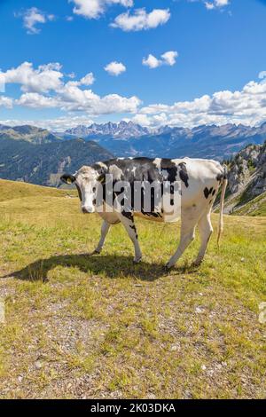 Italie, Trentin, province de trente, Predazzo, dos Capel. Une vache paître sur un pâturage de montagne avec des montagnes en arrière-plan Banque D'Images