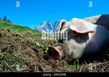 Cochon domestique sur l'Alm de Tuftel (1496m), domestique, libre, pré, boue, Couché, Tyrol, Lermoos, Autriche, Zugspitze en arrière-plan Banque D'Images