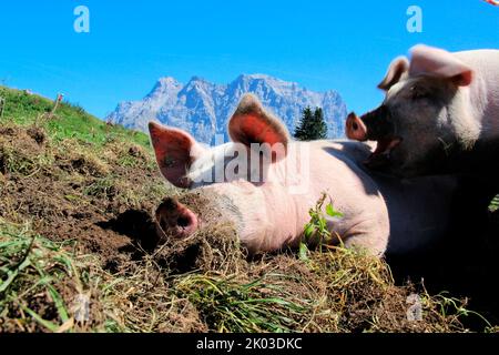 Porcs domestiques sur l'Alm de Tuftel (1496m), domestiqués, en liberté, pré, boue, Couché, Tyrol, Lermoos, Autriche, Zugspitze en arrière-plan Banque D'Images