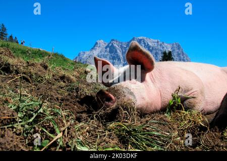 Cochon domestique sur l'Alm de Tuftel (1496m), domestique, libre, pré, boue, Couché, Tyrol, Lermoos, Autriche, Zugspitze en arrière-plan Banque D'Images