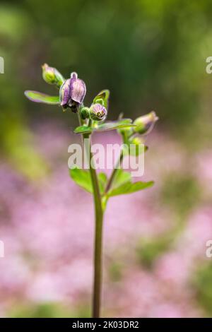 Aquilegia vulgaris hybride 'Black Barlow', boutons de fleurs, fermé, gros plan, Banque D'Images