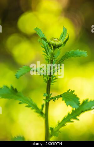 Plante dans le jardin, arrière-plan de bokeh Banque D'Images