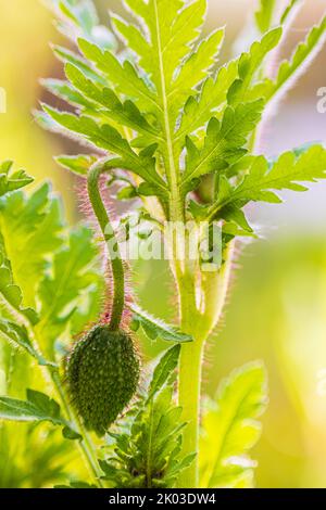 Pavot à opium (Papaver somniferum), bourgeon de fleurs, gros plan Banque D'Images