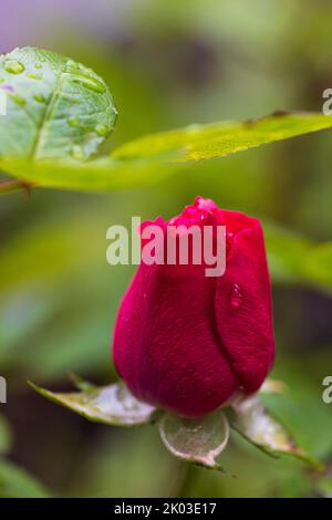 Rose après la pluie dans le jardin Banque D'Images