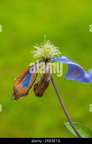 Clematis 'Justa', fleur pourpre, gros plan Banque D'Images