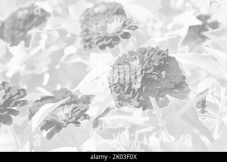 De magnifiques zinnies et des fleurs qui poussent dans le jardin fleuri ensoleillé sur fond noir et blanc monochrome. Banque D'Images