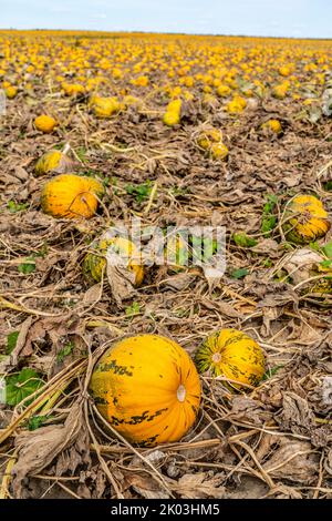 Champ avec des citrouilles à huile de Styrie, partiellement séchées, en raison de la sécheresse de l'été 2020, sur le Rhin inférieur près d'Uedem, NRW, Allemagne Banque D'Images