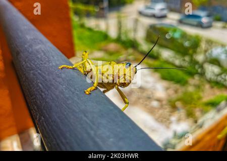 Énorme sauterelle verte géante assise sur une rambarde en métal à Playa del Carmen Quintana Roo Mexique. Banque D'Images
