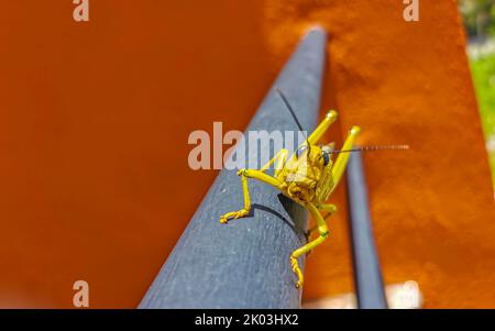 Énorme sauterelle verte géante assise sur une rambarde en métal à Playa del Carmen Quintana Roo Mexique. Banque D'Images