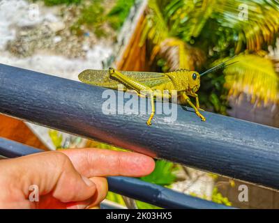 Énorme sauterelle verte géante assise sur une rambarde en métal à Playa del Carmen Quintana Roo Mexique. Banque D'Images