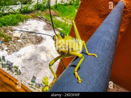 Énorme sauterelle verte géante assise sur une rambarde en métal à Playa del Carmen Quintana Roo Mexique. Banque D'Images