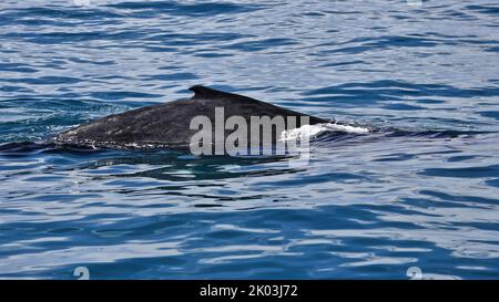 131 baleine à bosse du Sud-Megaptera novaeangliae australis dans la baie Moreton. Brisbane-Australie. Banque D'Images