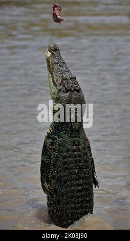 159 gros crocodile d'eau salée sautant de l'eau pour attraper des appâts. Adelaide River-Australie. Banque D'Images