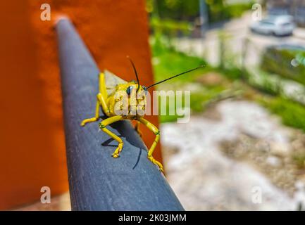 Énorme sauterelle verte géante assise sur une rambarde en métal à Playa del Carmen Quintana Roo Mexique. Banque D'Images