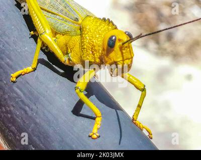 Énorme sauterelle verte géante assise sur une rambarde en métal à Playa del Carmen Quintana Roo Mexique. Banque D'Images