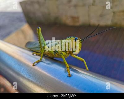 Énorme sauterelle verte géante assise sur une rambarde en métal à Playa del Carmen Quintana Roo Mexique. Banque D'Images