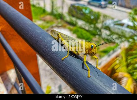 Énorme sauterelle verte géante assise sur une rambarde en métal à Playa del Carmen Quintana Roo Mexique. Banque D'Images