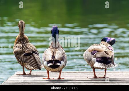 Canards sauvages sur le ponton Banque D'Images