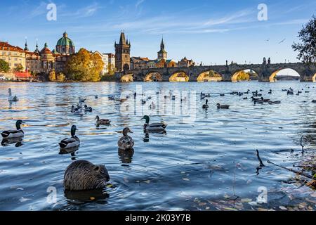 Animaux sauvages près du pont Carol à Prague, République tchèque Banque D'Images