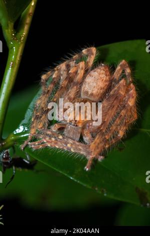 Huntsman Spider dans la vallée de Danum de Bornéo Banque D'Images