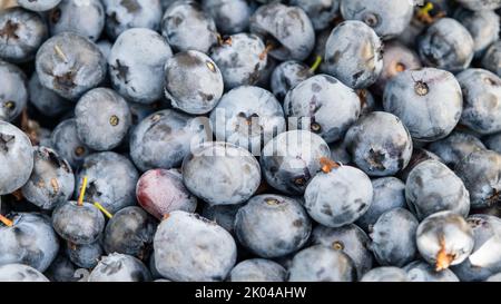 Beaucoup de grands bleuets mûrs juteux cultivés. Myrtilles. Banque D'Images