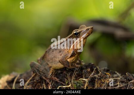 Grenouille de la forêt brillante (Lithobates warszewitschii) sur la végétation verte dans l'étang Banque D'Images