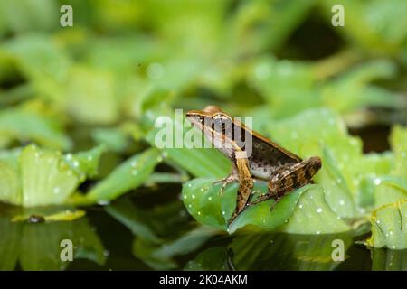 Grenouille de la forêt brillante (Lithobates warszewitschii) sur la végétation verte dans l'étang Banque D'Images