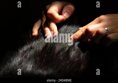 Le chat reçoit un traitement d'acupuncture Banque D'Images