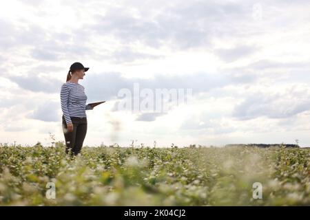 une agronome féminine avec un comprimé vérifie la croissance d'un champ avec des fleurs de sarrasin. la femme examine le champ et saisit les données dans un numérique Banque D'Images