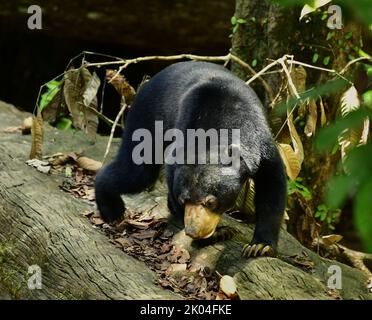 Ours du soleil de Bornean (Helarctos malayanus) marchant sur une bûche Banque D'Images