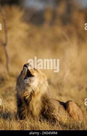 Un jeune lion mâle lève sa tête et ses roars, portrait vertical dans la lumière chaude du matin, Okavango Delta Botswana. Banque D'Images