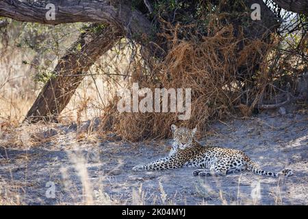 Une belle jeune léopard femelle se trouve à l'ombre dans le delta de l'okavango, Mmadinari, Botswana Banque D'Images