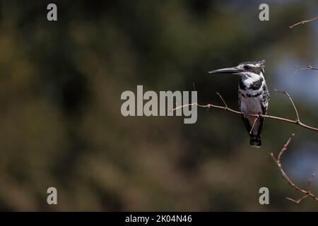 Un kingfisher à pied se trouve sur une branche, sur fond vert rouge, à la rivière Kwai, au Botswana, à Okavango, avec un espace de copie Banque D'Images