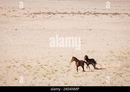 Deux chevaux sauvages se mettent à la poussière en galop vers le trou d'eau de Garub, près d'Aus, dans le sud de la Namibie Banque D'Images