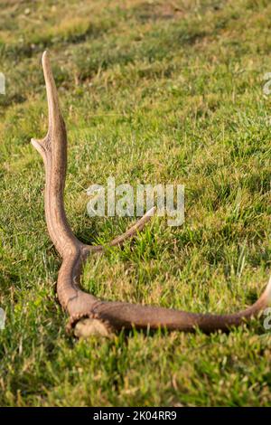 Trophée des bois de cerf fondé sur l'herbe dans un pré. La chute des bois et la rut des cerfs est la meilleure saison pour observer même les cerfs ongulés. Banque D'Images