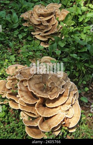 Champignon polypore géant poussant sur la souche d'arbre aux États-Unis Banque D'Images