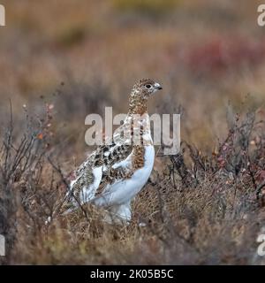 Saule Ptarmigan, Lagopus lagopus, oiseau dans la toundra au Yukon, Canada Banque D'Images