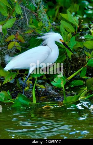 Snowy White Egret à la recherche de nourriture Banque D'Images