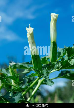 Hallucinogène plante trompette du diable (Datura stramonium). Fleur blanche de jimsonweed ( Jimson weed ), de la pomme de Thorn ou de l'escarre du diable. Banque D'Images
