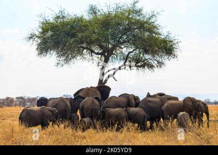 Troupeau d'éléphants sous un arbre sur l'herbe sèche de la savane du parc national de Tarangire en Tanzanie.Animaux dans la faune Banque D'Images